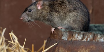 Ratas aparecieron en un reconocido sanatorio de Córdoba.