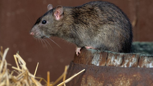 Ratas aparecieron en un reconocido sanatorio de Córdoba.