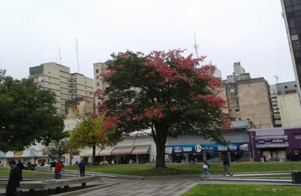 Instalarán "arbol tecnológico" en plaza Olmos