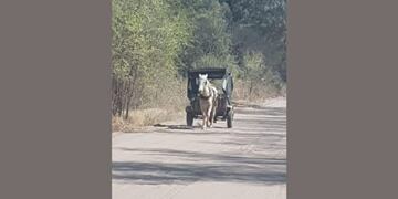 El carro del lechero
