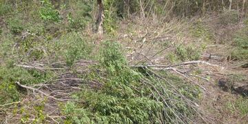 Los restos aparecieron mientras el dueño del lote realizaba una limpieza\u002E