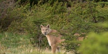 Los propios vecinos avisaron sobre la aparición de los animales\u002E