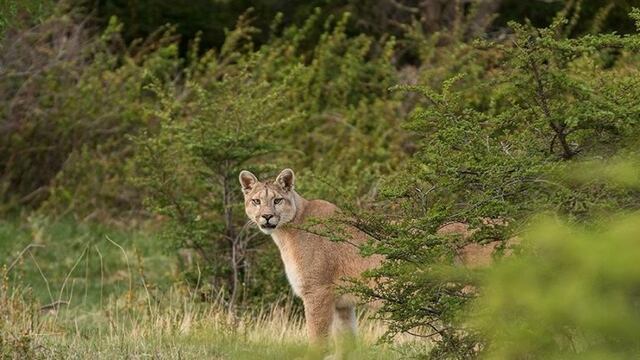 Puma al asecho (imagen ilustrativa)\u002E