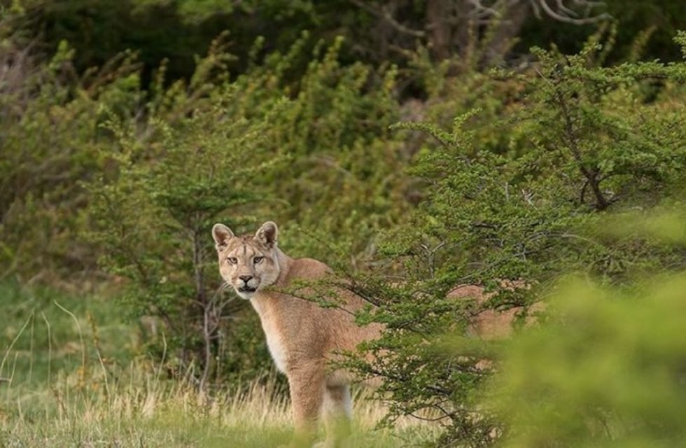 Fotografiaron un puma de gran tamaño en la Reserva Nacional El Nogalar