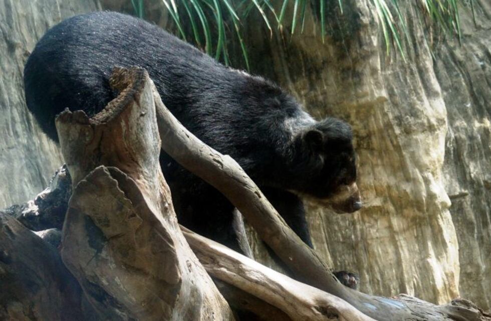 Aseguran que el famoso "Ucumar" existe y también vive en Salta