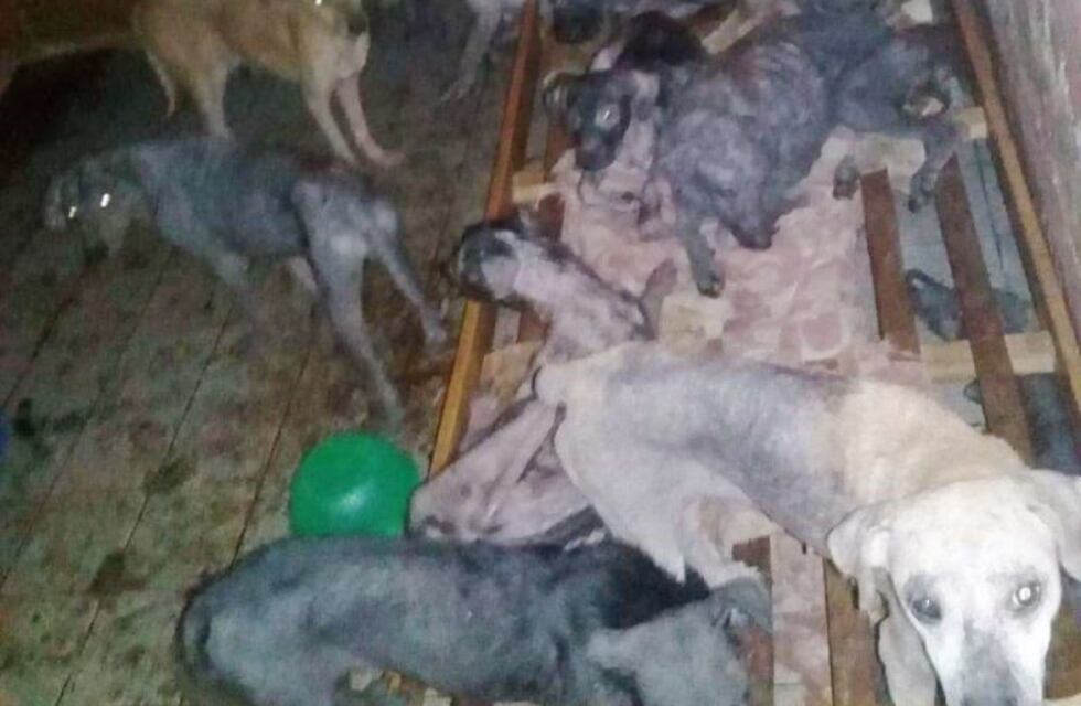 Encontraron 32 perros abandonados en una casa