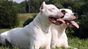 Dogo, la raza que fue desarrollada por el médico argentino Antonio Nores Martínez, quien buscaba un animal adecuado para la caza mayor de especies habituales en Argentina.