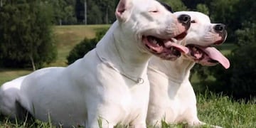 Dogo, la raza que fue desarrollada por el médico argentino Antonio Nores Martínez, quien buscaba un animal adecuado para la caza mayor de especies habituales en Argentina.