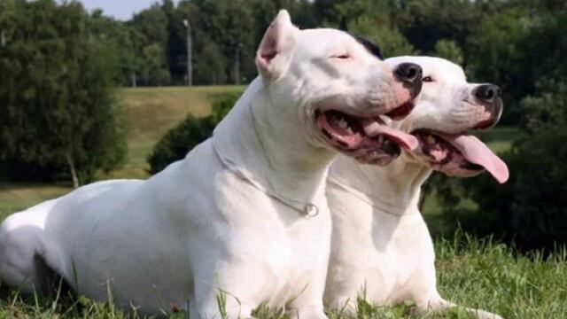 Dogo argentino puntano se consagró en España (imagen ilustrativa).