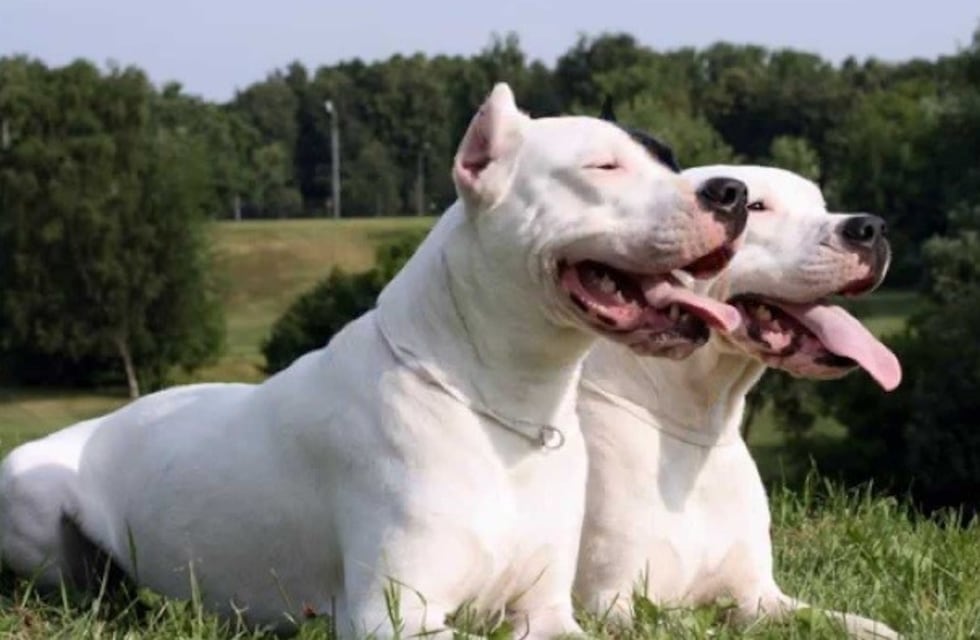 Tres perros cruza Dogo con Pitbull atacaron a una mujer y la mataron
