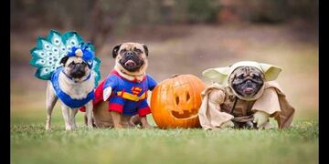 Perro disfrazado de Trump gana el concurso de Halloween (Web)