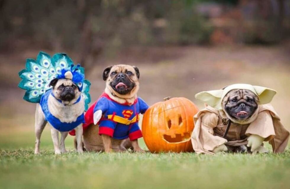 Un perro disfrazado como Donald Trump fue el ganador de un concurso de Halloween