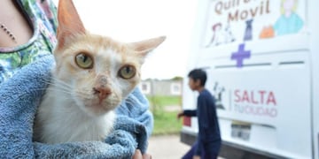 Castraciones gratuitas en Salta\u002E (Municipalidad de Salta)