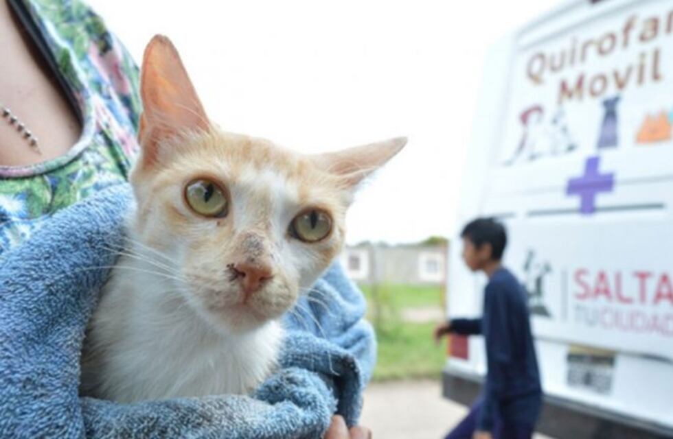 Comenzaron las castraciones de animales en los barrios salteños