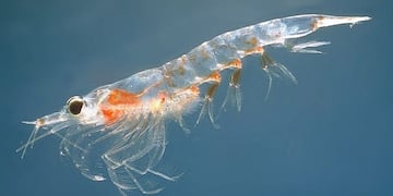 krill