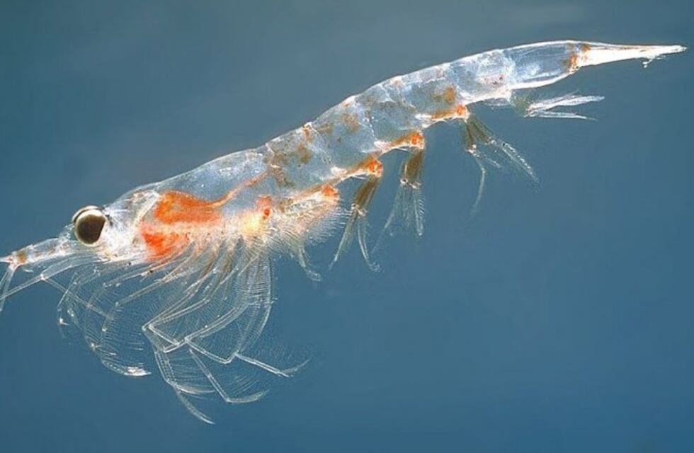 Antártida: iniciativa proteccionista para cuidar al krill