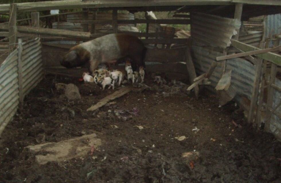 ¡Ola de robos en San Rafael!: se produjeron cinco hurtos en menos de diez horas