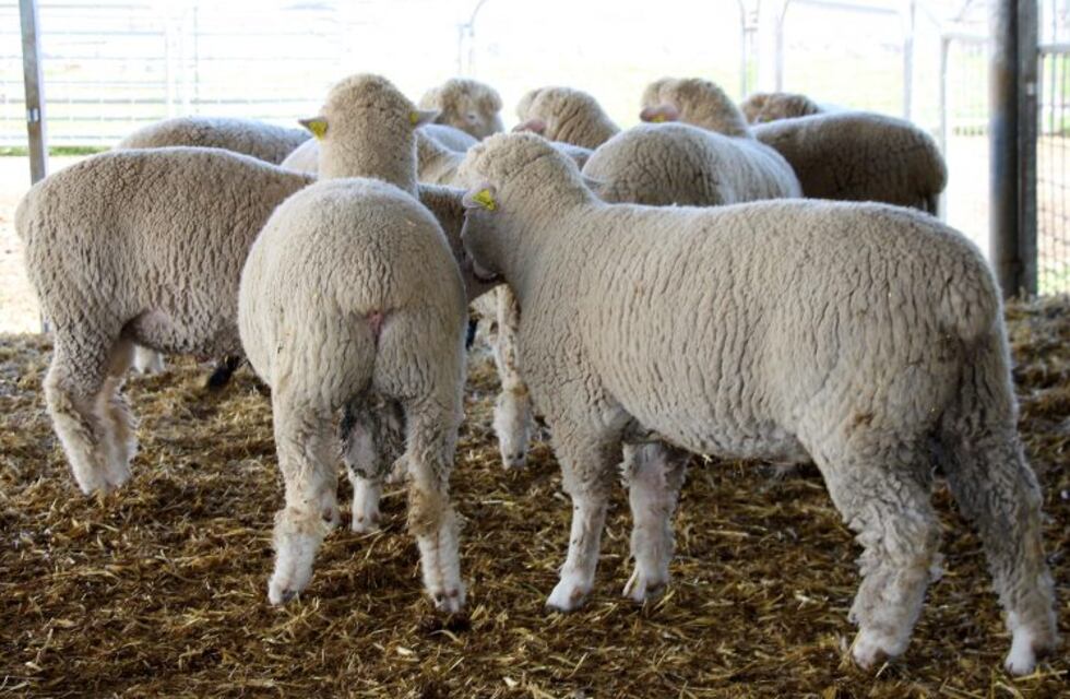Arroyito: faenaron una oveja y se llevaron una cerda de la granja de una escuela secundaria