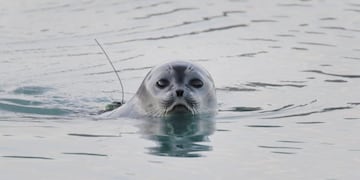 A ringed seal with data collection equipment attached to its back surfaces above the water in Ilulissat fjord in southwestern Greenland in this photo obtained by Reuters September 18, 2018\u002E Photo courtesy of Greenland Institute of Natural Resources/Aqqalu Rosing-Asvid/Handout via REUTERS ATTENTION EDITORS - THIS IMAGE WAS PROVIDED BY A THIRD PARTY\u002E MANDATORY CREDIT groenlandia foca con dispositivo para recoleccion de datos en el fiordo Ilulissat clima calentamiento global derretimiento glaciares