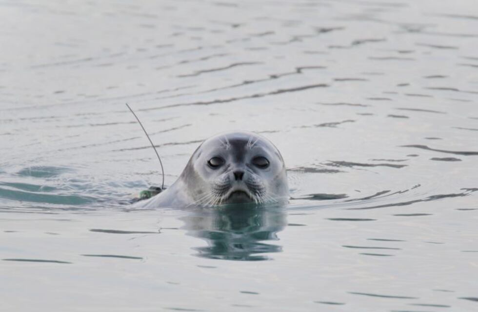 Con un millón de especies en peligro de extinción, el planeta vive su peor momento, dijo la ONU