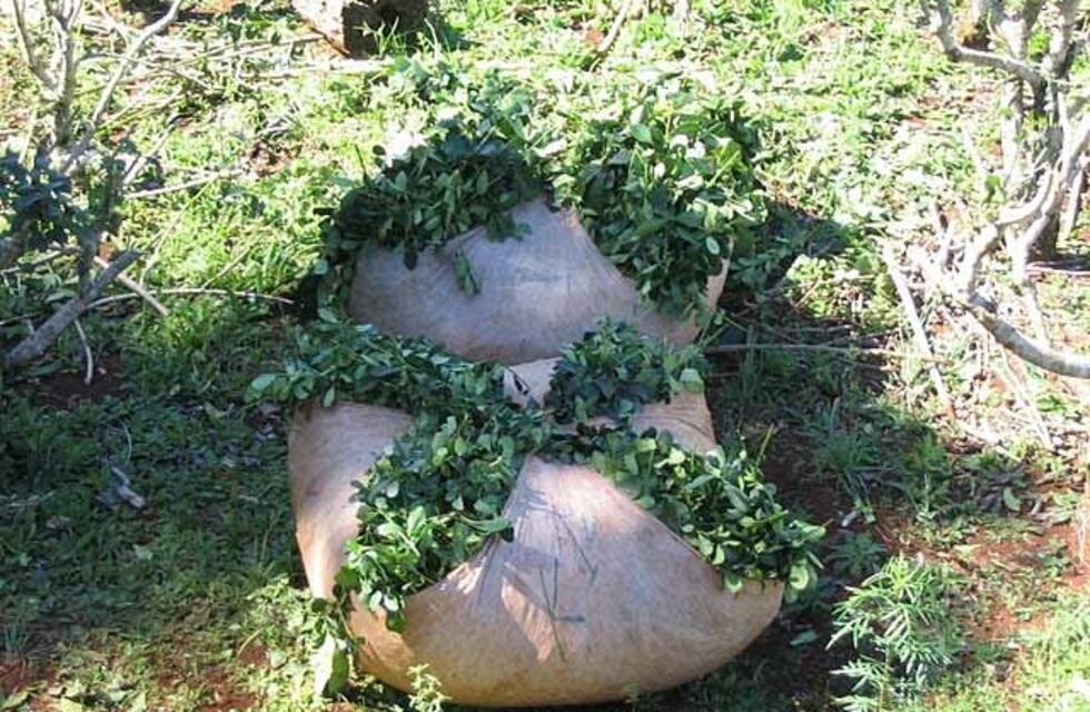 Investigan el robo de 3 mil kilos de hoja verde de yerba
