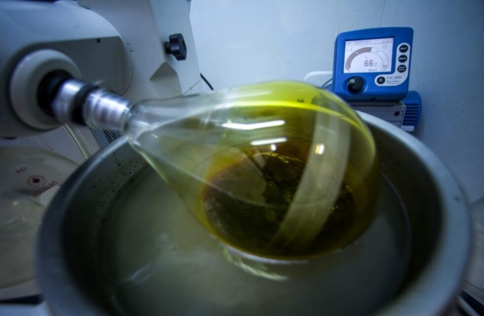 Avanzan trámites para que se pueda producir cannabis medicinal en Jujuy