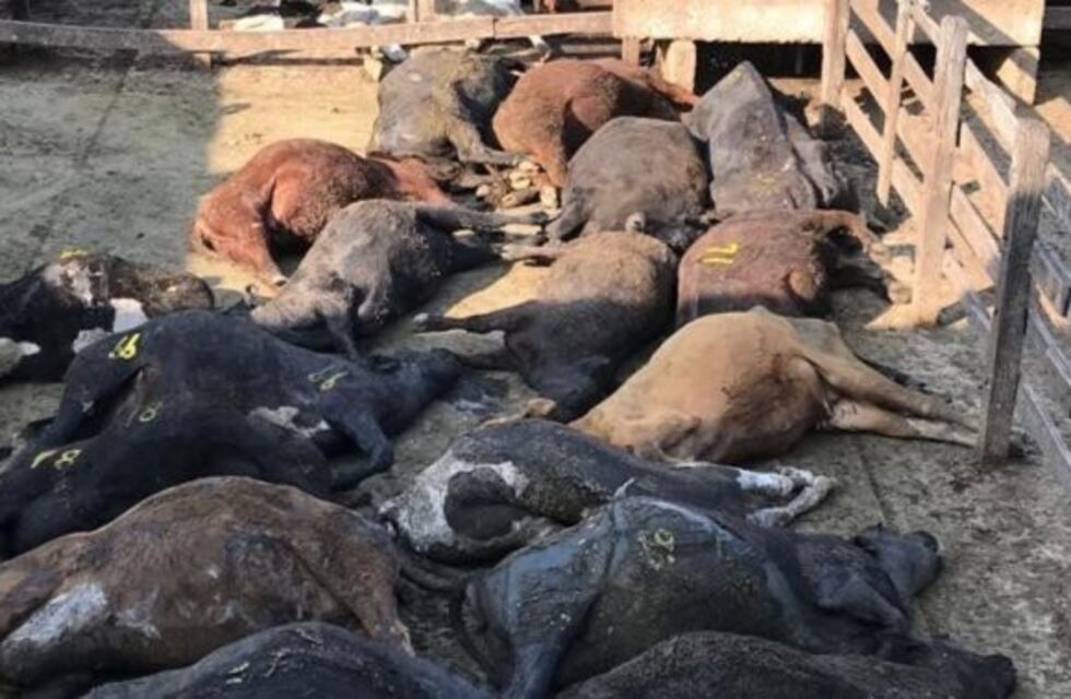Murieron 100 animales en el Mercado de Liniers por la ola de calor