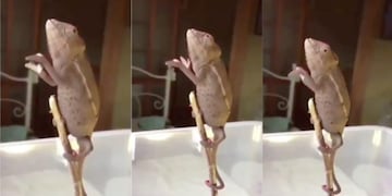 El camaleón que baila como la Mona Jimenez\u002E