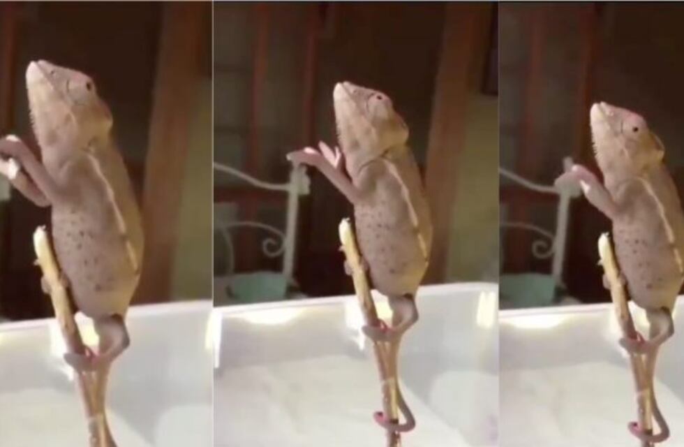 Un camaleón baila como la Mona Jiménez y es furor en las redes