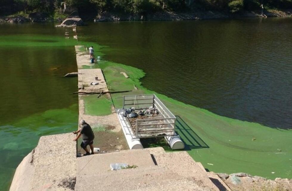 La Provincia comenzó a remover las algas del lago San Roque