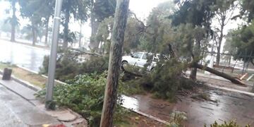 Tormenta en General Alvear suspendió vendimia