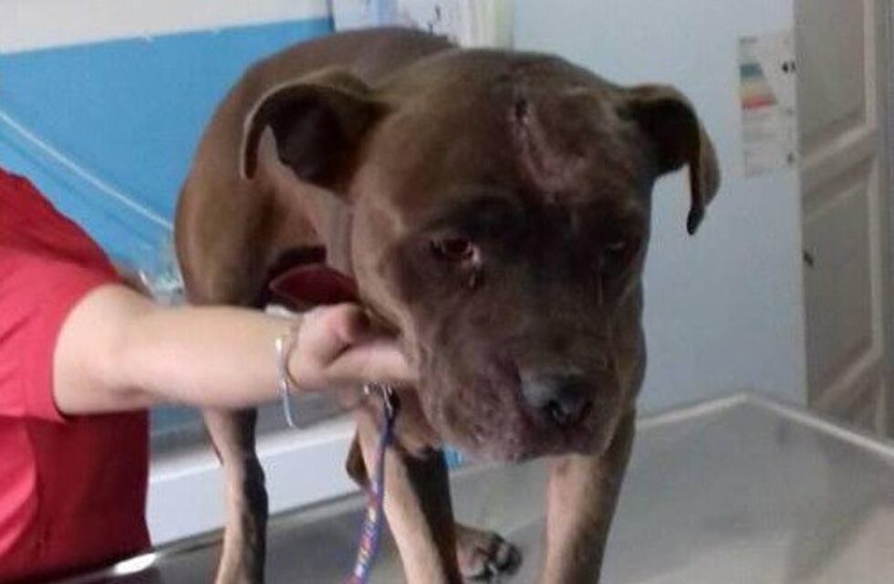 Impresionante rescate de un perro que estuvo en un pozo 7 días