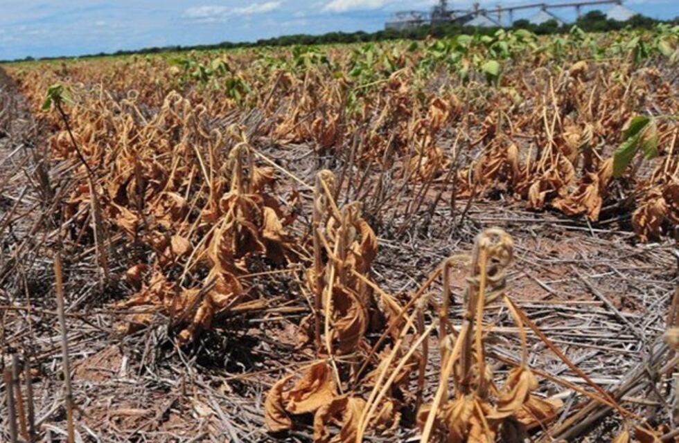 Por la sequía declararon la emergencia agropecuaria en Rivadavia y San Martín