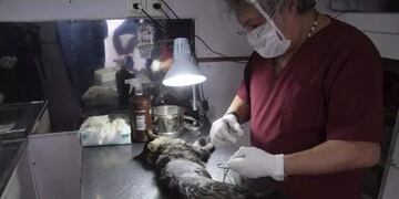 Quirófano móvil y tráiler de salud se encuentran en los barrios