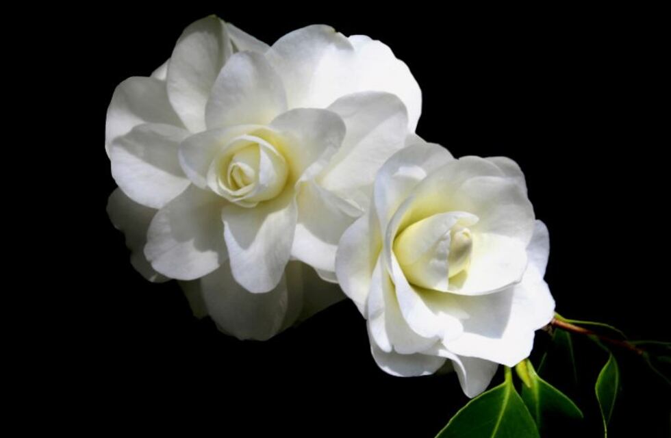 Camellias, la planta de las doscientas especies