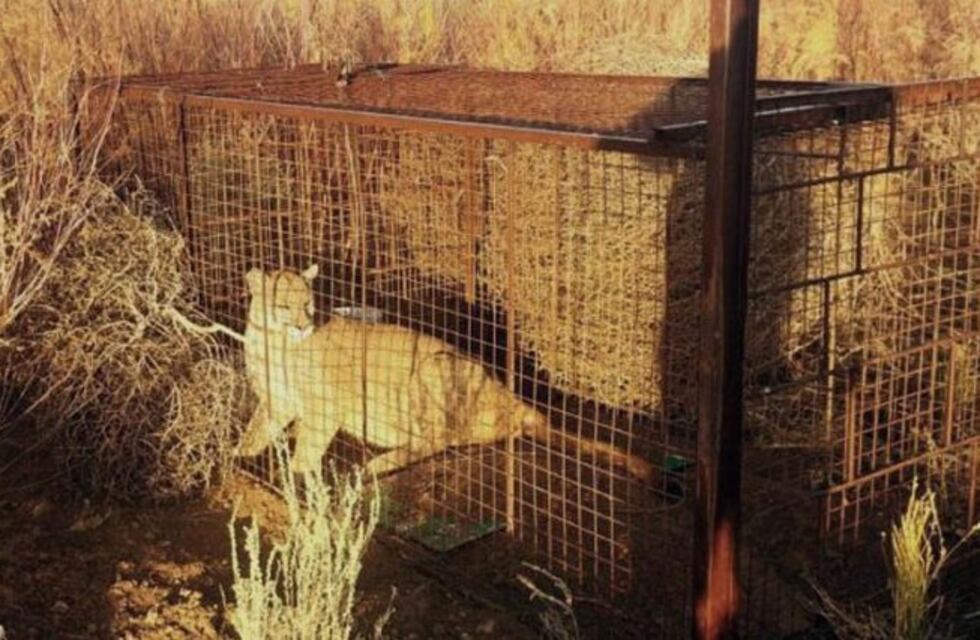 El puma hembra que cazaba gatos y perros en Casa de Piedra cayó en la trampa