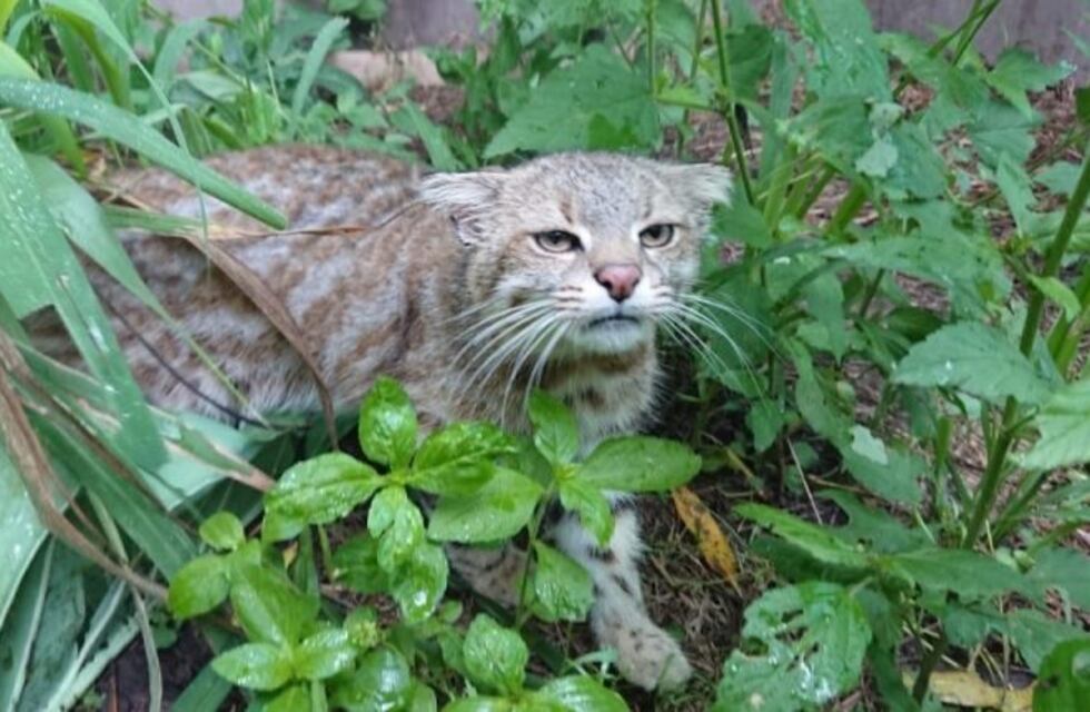 Un gato montés fue rescatado en zona rural de Josefina