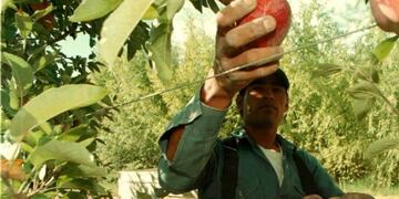 Manzana