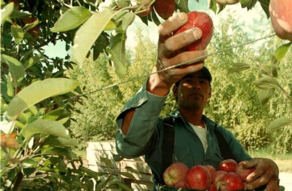 Alcolchado del suelo en los manzanos y los granados