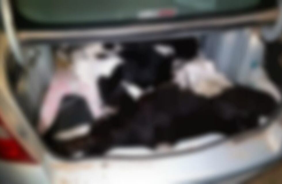 Insólito: fueron detenidos tras robar dos terneros que escondieron en el baúl del auto