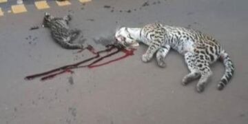 La hembra yace muerta en Iguazú\u002E El cachorro sobrevivió\u002E (WEB)