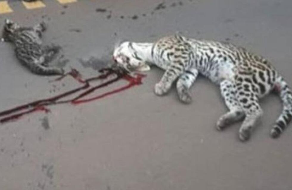 Una hembra ocelote murió atropellada en Iguazú y su cría fue herida