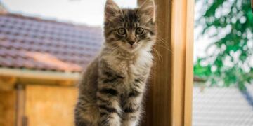 Tiene 11 años, quiere un gato y le envió un genial video a sus padres para que la dejen adoptar uno (Foto: web)