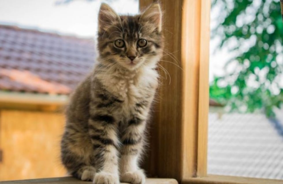 Tiene 11 años, quiere un gato y le envió un genial video a sus padres para que la dejen adoptar uno