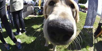 Día del Animal- Perro-