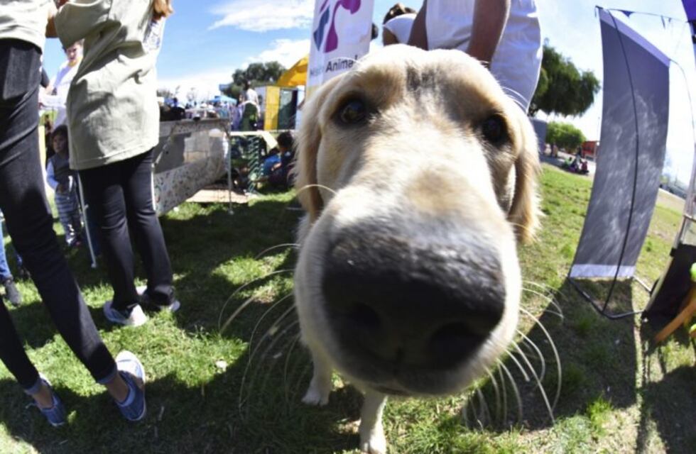Celebrarán el Día del Animal en Godoy Cruz