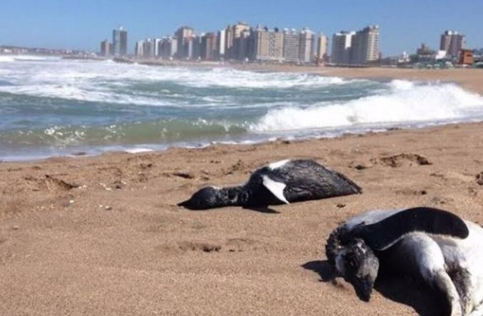 Encuentran más de cien pingüinos sin vida en las playas de Miramar