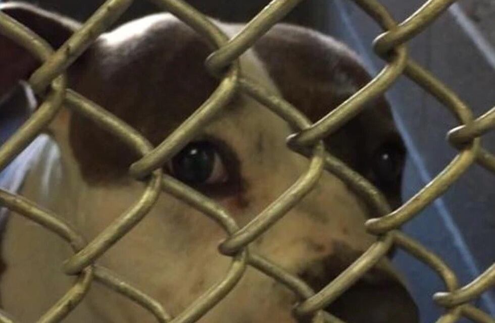 Una perra fue abandonada con una nota conmovedora para su próximo dueño