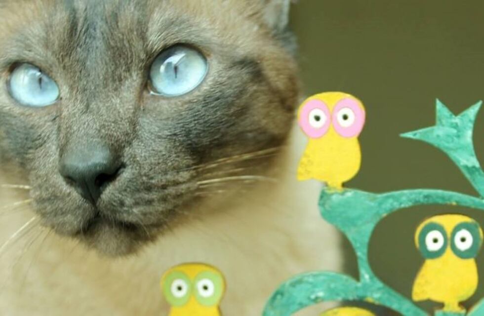 Día Internacional del Gato: ¿por qué se celebra hoy?