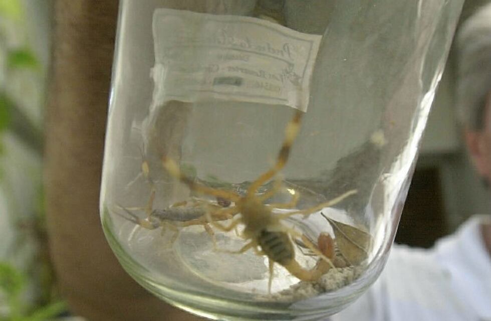Alacranes: 30% de las picaduras son graves